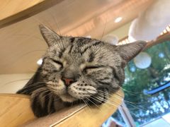 -猫和宫(六道口店)