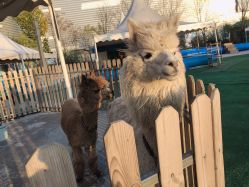 点击看大图 -萌宠亲子动物乐园(槐房万达店)