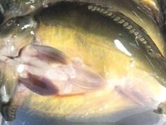 -新疆风味冷水鱼庄(友谊峰路店)