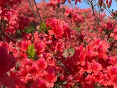 -瑞安圣井山景区