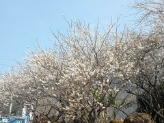 -广州市流溪河国家森林公园