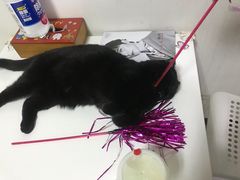 -我爱猫咪·猫咖·狗咖·安哥拉兔·羊驼咖(小寨华旗店)