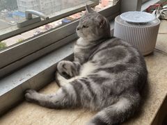 -Cappucimeow猫咪咖啡馆(韦伯时代店)