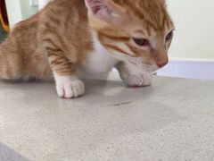 -艾吉宠物医院·疑难杂症转诊中心·猫友好(碧江路院)