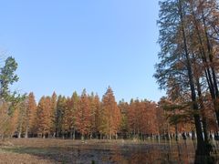 -南京枫彩漫城