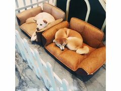 -上海崇明金茂凯悦酒店