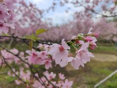 -天适樱花悠乐园