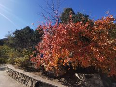 -北京鹫峰国家森林公园