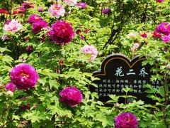 -洛阳市隋唐城遗址植物园