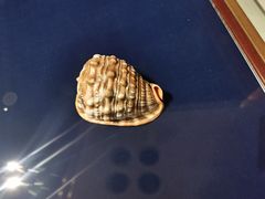 -青岛贝壳博物馆