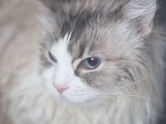 -瑞鹏宠物医院犬猫全科(真大分院)