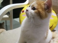 -喵的天空名猫咖啡馆·撸猫·猫舍·用品