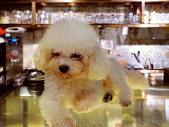 -more than meow吴止猫主题餐厅(承德 中船汇店)