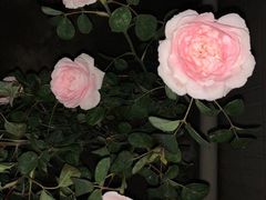 -深圳市中科院仙湖植物园