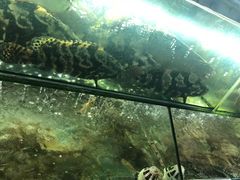 -老船长海鲜大排档(银滩店)