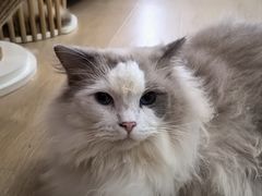 -1013 PET SHOP 宠物商店(近铁城市广场店)