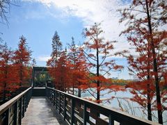 -昆山城市生态森林公园