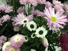 -Butchart布查德鲜花(花艺设计中心)