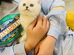 -欣宠猫屋·矮脚拿破仑·蓝金金渐层