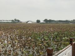 -天津东丽湖风景区