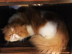 -more than meow吴止猫主题餐厅(承德 中船汇店)