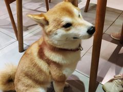 -柴务处·柴犬主题狗咖
