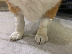 -喜多萌中农锦绣动物医院24H·猫科·牙科MRI·CT