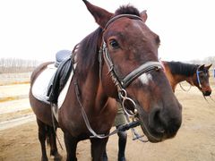 -月河湾马术俱乐部(朝阳店)