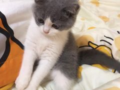 -瑞鹏宠物医院·骨科·猫科·内科(第一中心)