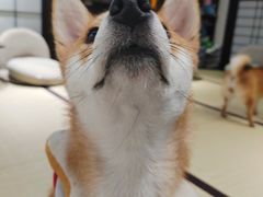 -逗柴咖啡屋·狗咖猫咖宠物桌游
