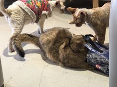 -藏猫猫咖啡主题馆(中央大道店)