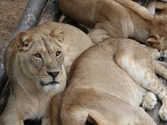 -西霞口神雕山野生动物世界
