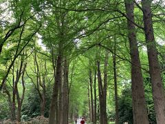 -上海滨江森林公园