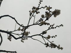 -无锡梅园公园