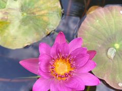 -西双版纳傣族园