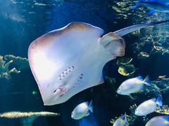 -华夏文旅海洋公园