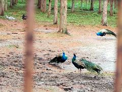 -黄海国家森林公园