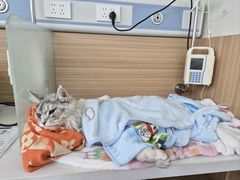 -达爱动物医院·犬猫分区·CT·复杂眼科(远洋山水分院)