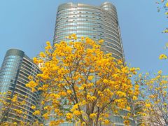-洲头咀公园