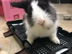 -美联众合动物医院·24h转诊中心