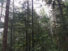 -汤旺河林海奇石景区