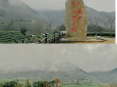 -白茶原·一片叶子