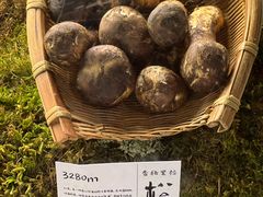 -滇野云南野生菌餐厅(陕西南路店)