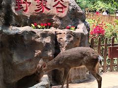 -野象谷景区
