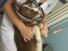 -中农大我爱我爱24h动物医院·中医针灸·猫专科·骨科医疗中心(双井店)