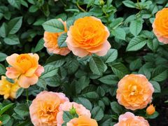 -陆家嘴中心绿地