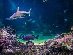 -悉尼海洋生物水族馆