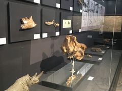 -北京周口店北京人遗址博物馆
