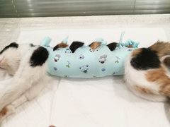 -美迦爱-牙专科·兔科·骨科诊疗中心(北苑店)