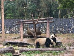 -都江堰中华大熊猫苑